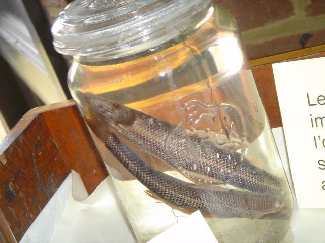 DSC02497.JPG