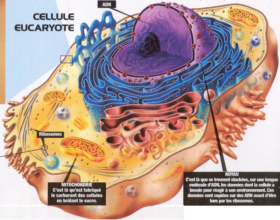 K10m6cellule.JPG