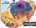 K10m6cellule.JPG